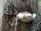 Szegett tapló (Fomitopsis pinicola), Retyezát